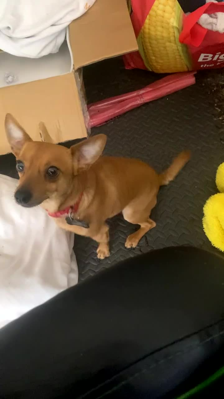 Jack Chi dogs for sale: Opie  - Video 1