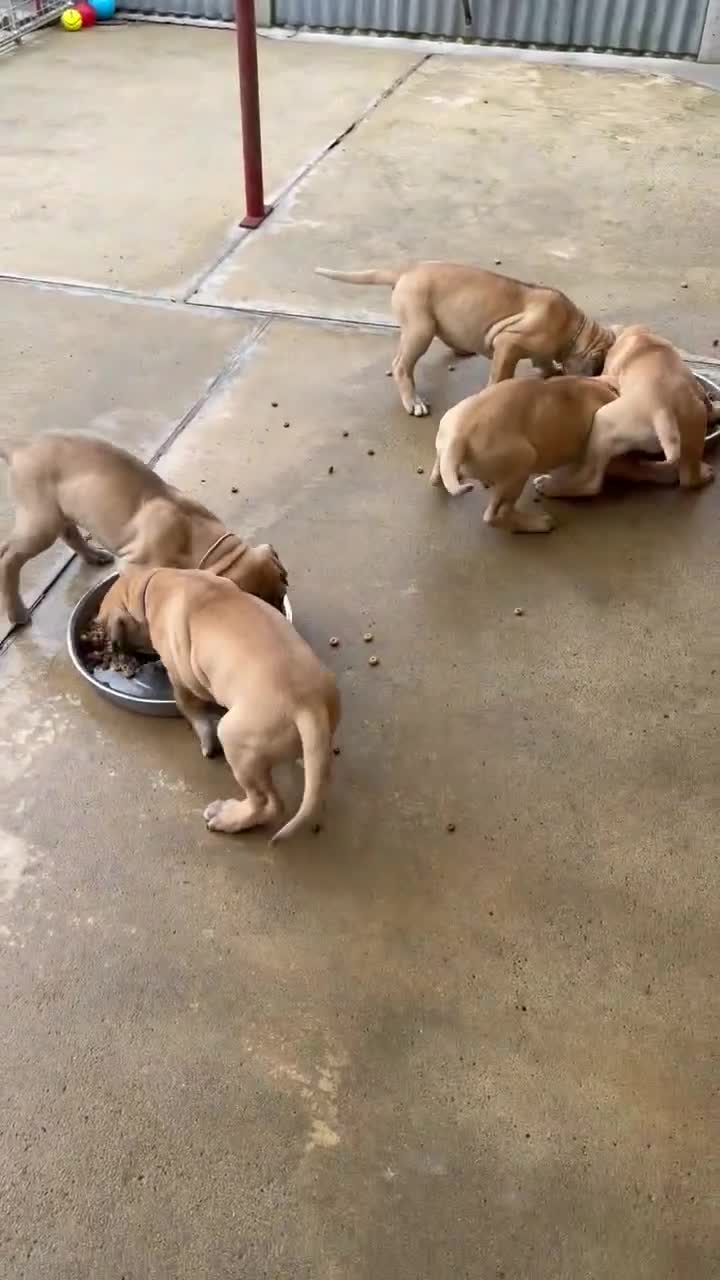 Great Dane dogs for sale: Primus Great Danes - Video 1