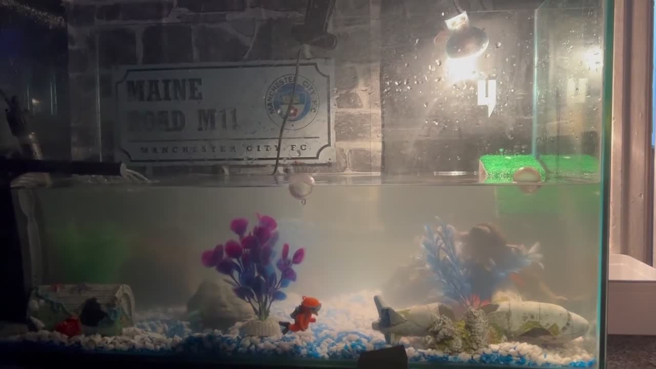 Turtle reptiles for sale: 2 razorback busk turtles with full set up in Manchester - Video 1