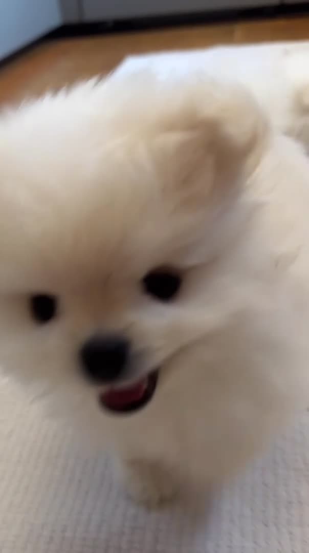Pomeranian dogs for sale: ❤️Stunning KC white boy from KC parents❤️ - Video 2