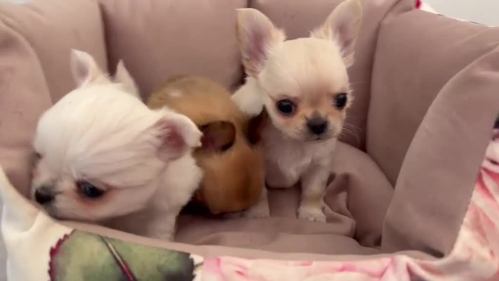 Chihuahua dogs for sale: Chihuahua Longhair Europe PL in Telford - Video 4