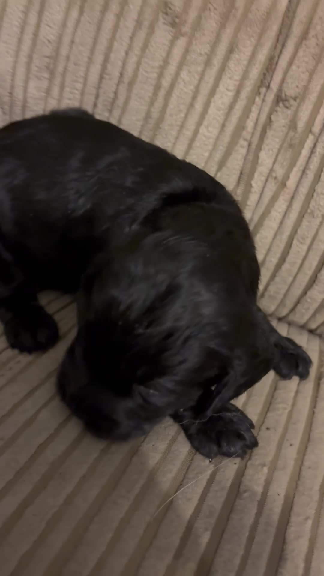 Cocker Spaniel dogs for sale: Cocker Spaniel pups for sale - Video 1