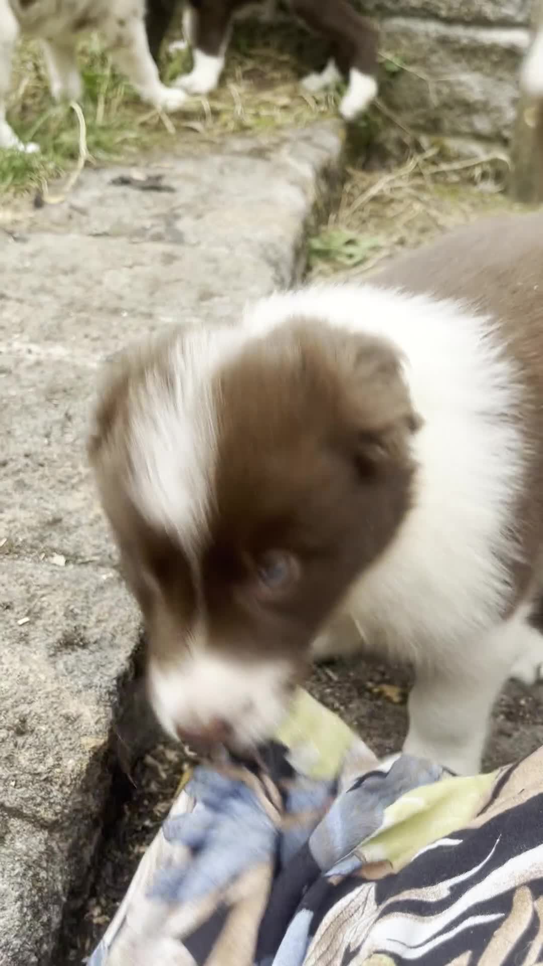 Border Collie dogs for sale: ISDS/KC Border Collie puppies for sale  - Video 3