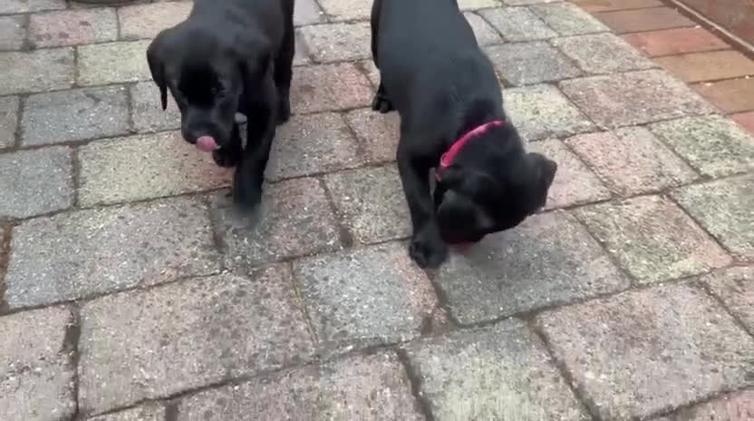 Labrador Retriever dogs for sale: Outstanding Labrador Puppies–Exceptional Pedigree - Video 3