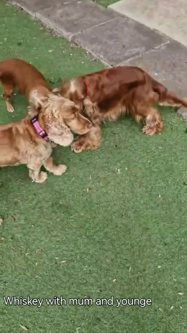 Cocker Spaniel dogs for stud: Stunning KC reg Show Cocker Spaniel for stud in Newport - Video 1