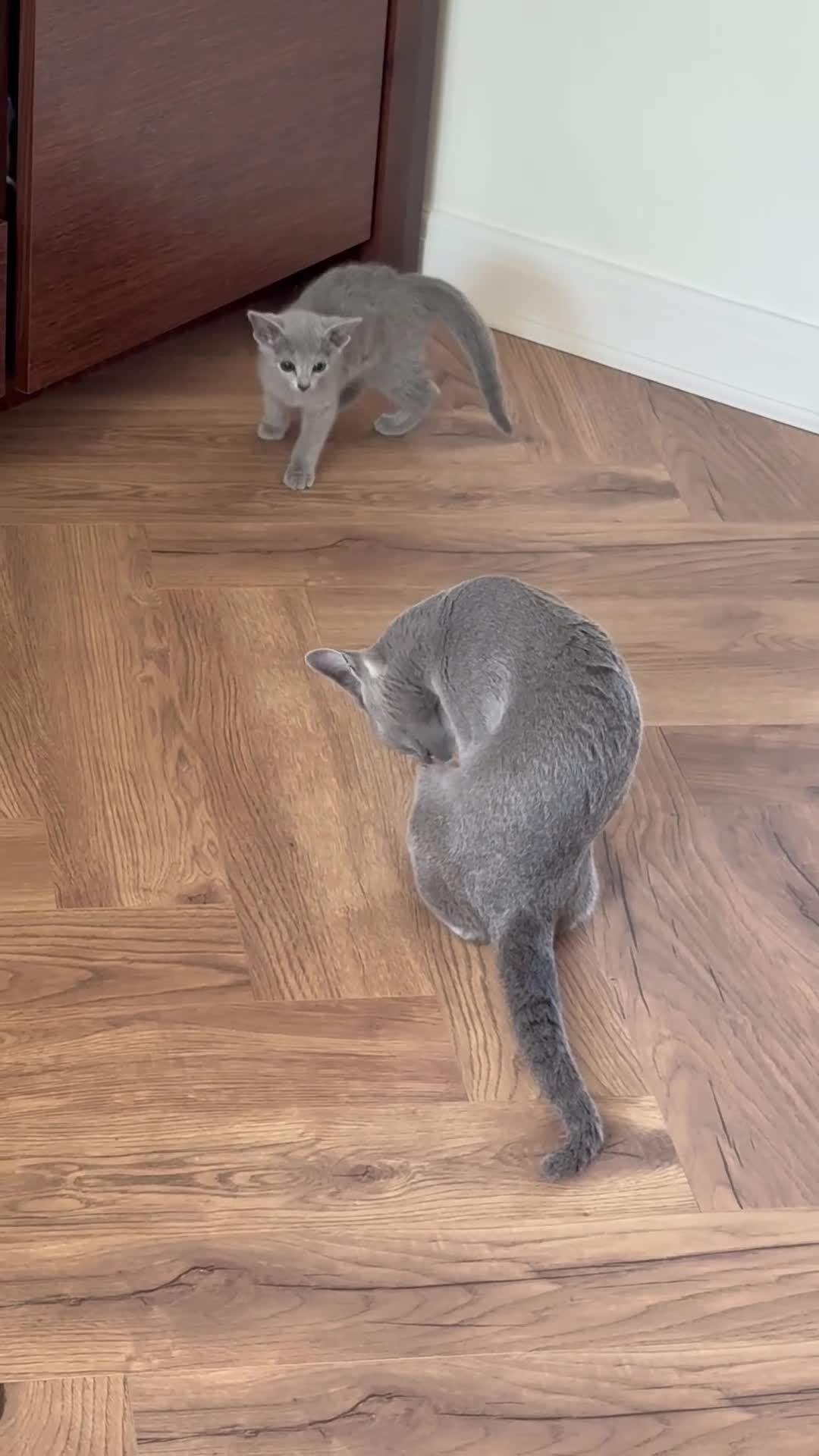 Russian Blue cats for sale: Russian Blue Full Pedigree American Champion Lines - Video 1