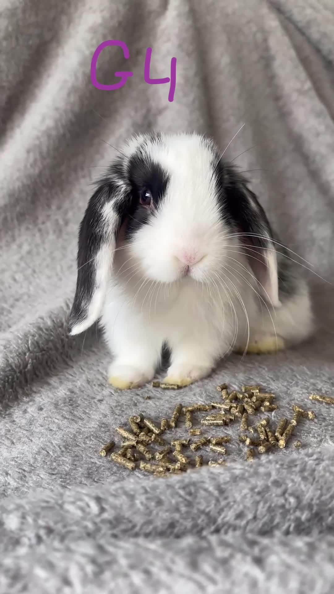 Mini Lop rabbits for sale: 6 Beautiful mini lops available now🐰 - Video 2