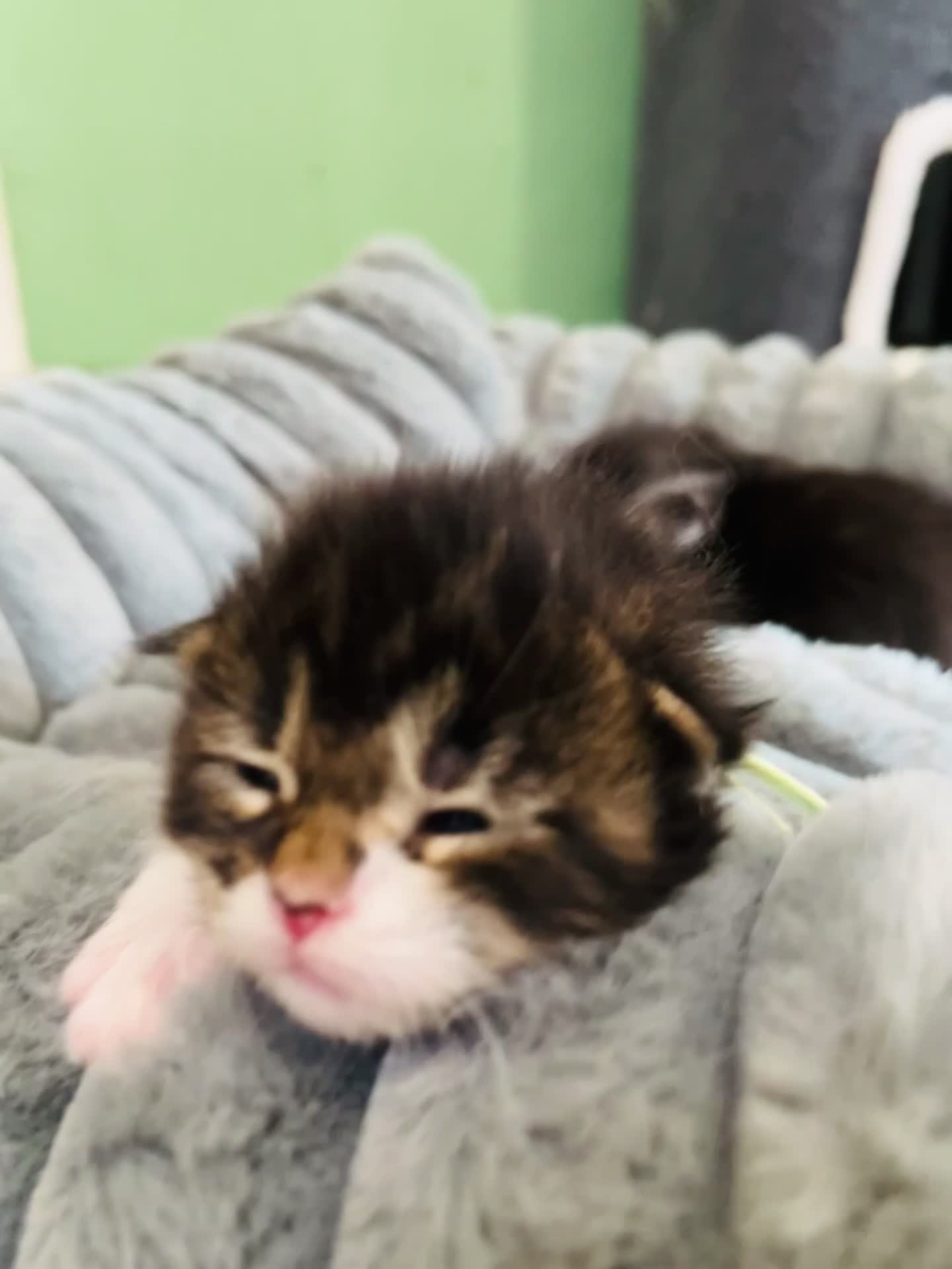 Maine Coon cats for sale: Stunning pedigree Maine coon kittens TICA - Video 1