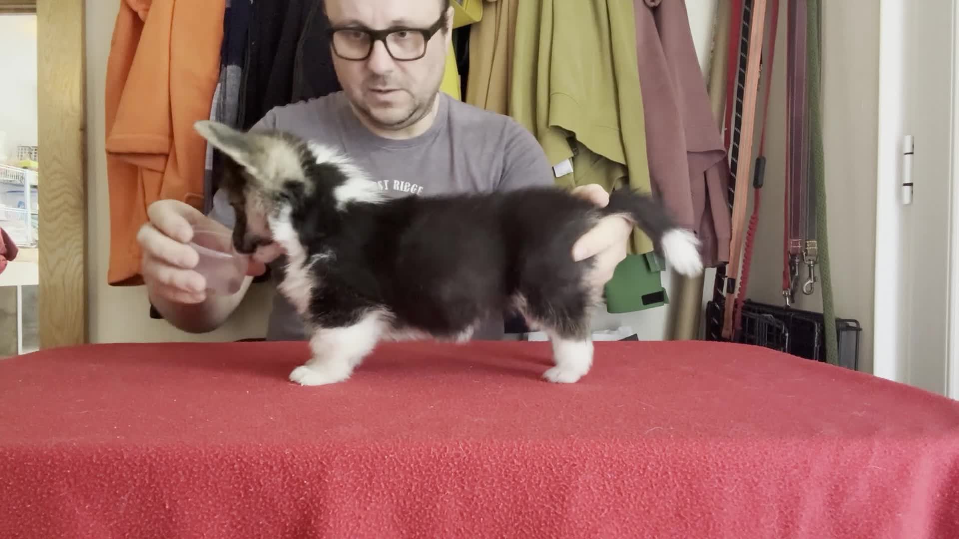 Welsh Corgi Pembroke dogs for sale: Champion sired girl looking for forever family - Video 3