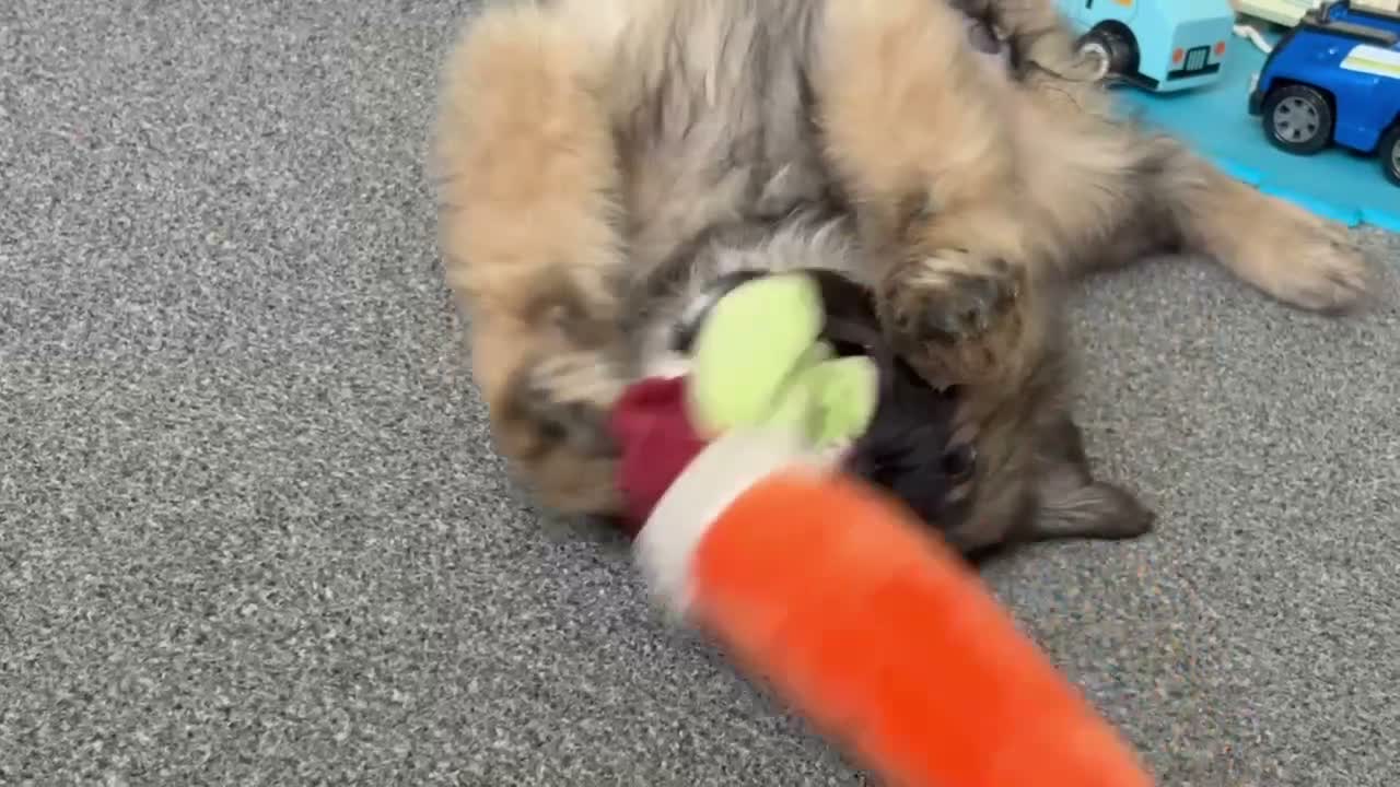 German Shepherd dogs for sale: 11 week old German shepherd  in Felixstowe - Video 1
