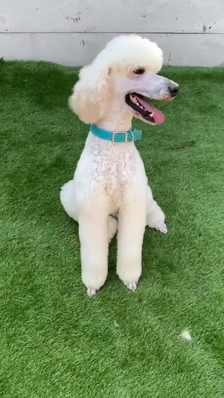 Standard Poodle dogs for stud: For stud not sale stunning standard poodle  - Video 3