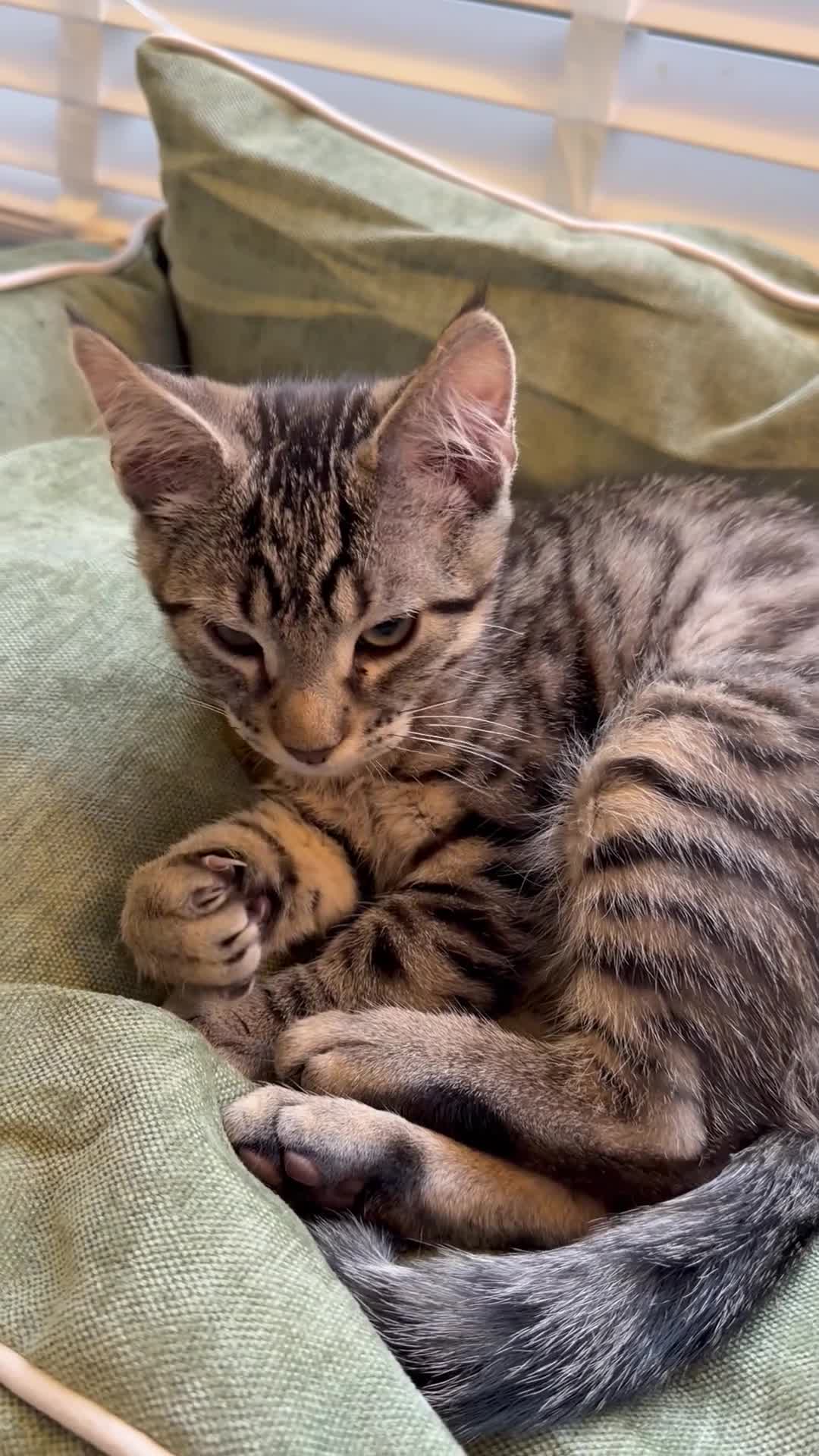 Maine Coon cats for sale: Maine coon / bangal  - Video 1