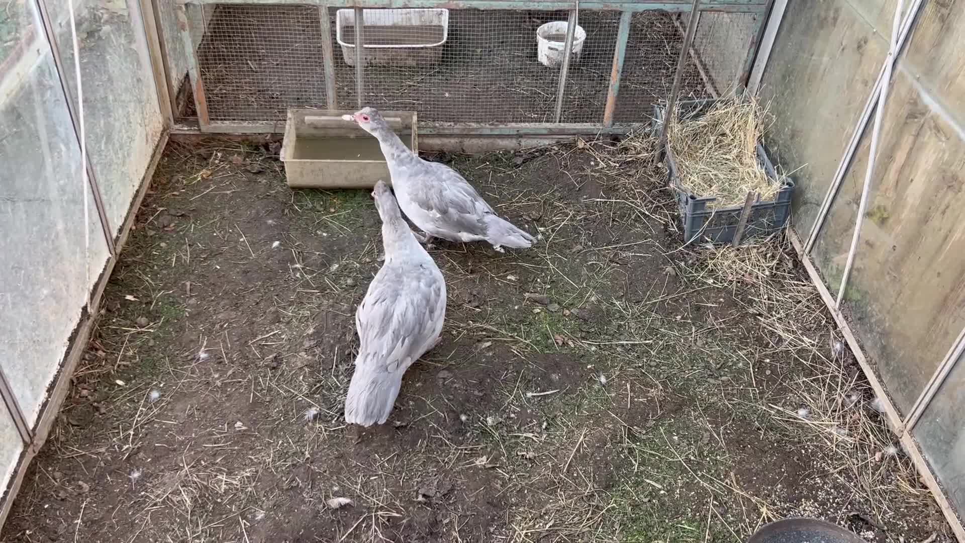 Ducks poultry for sale: Muscovy duck  - Video 1