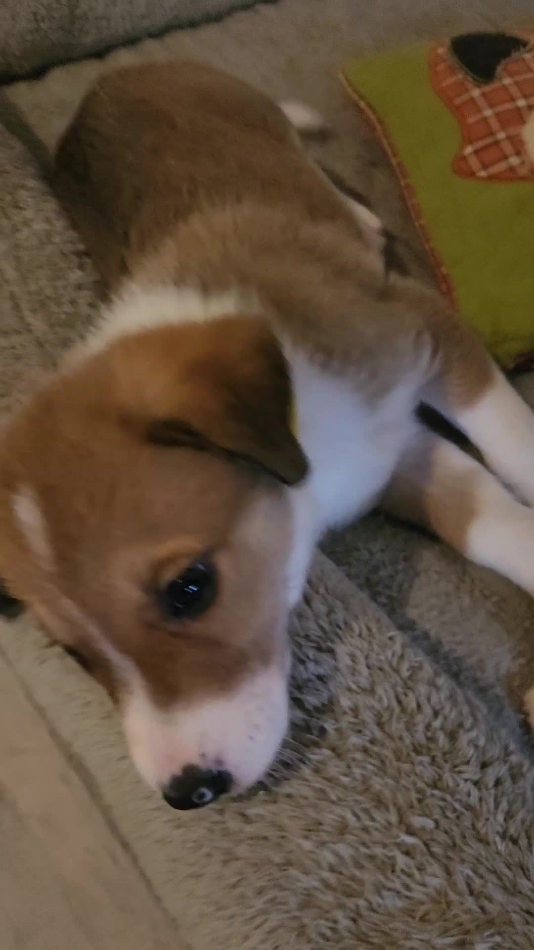 Border Collie dogs for sale: ONLY 1 MALE TAN PUPPY LEFT. READY 2 LEAVE NOW - Video 1