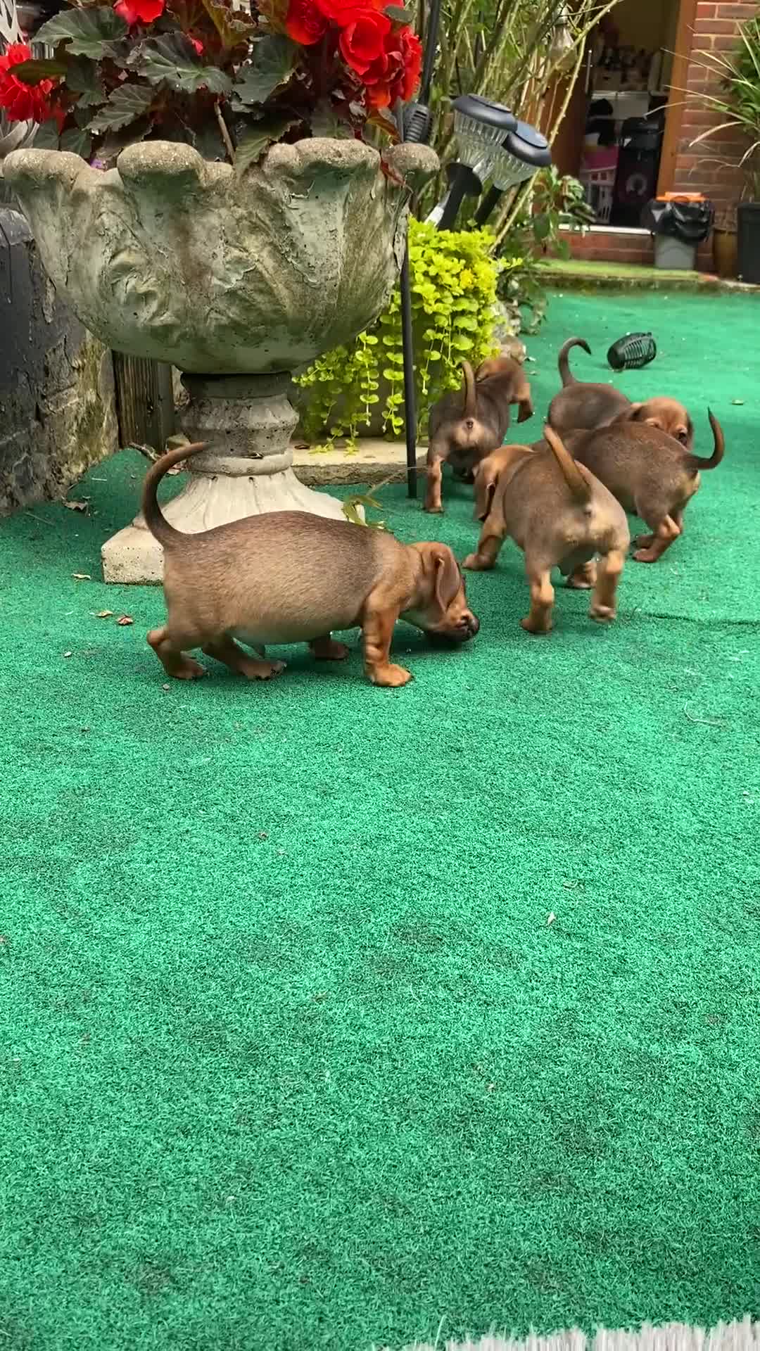 Jackshund dogs for sale: Miniature dachshund x jackrussal puppies  - Video 1