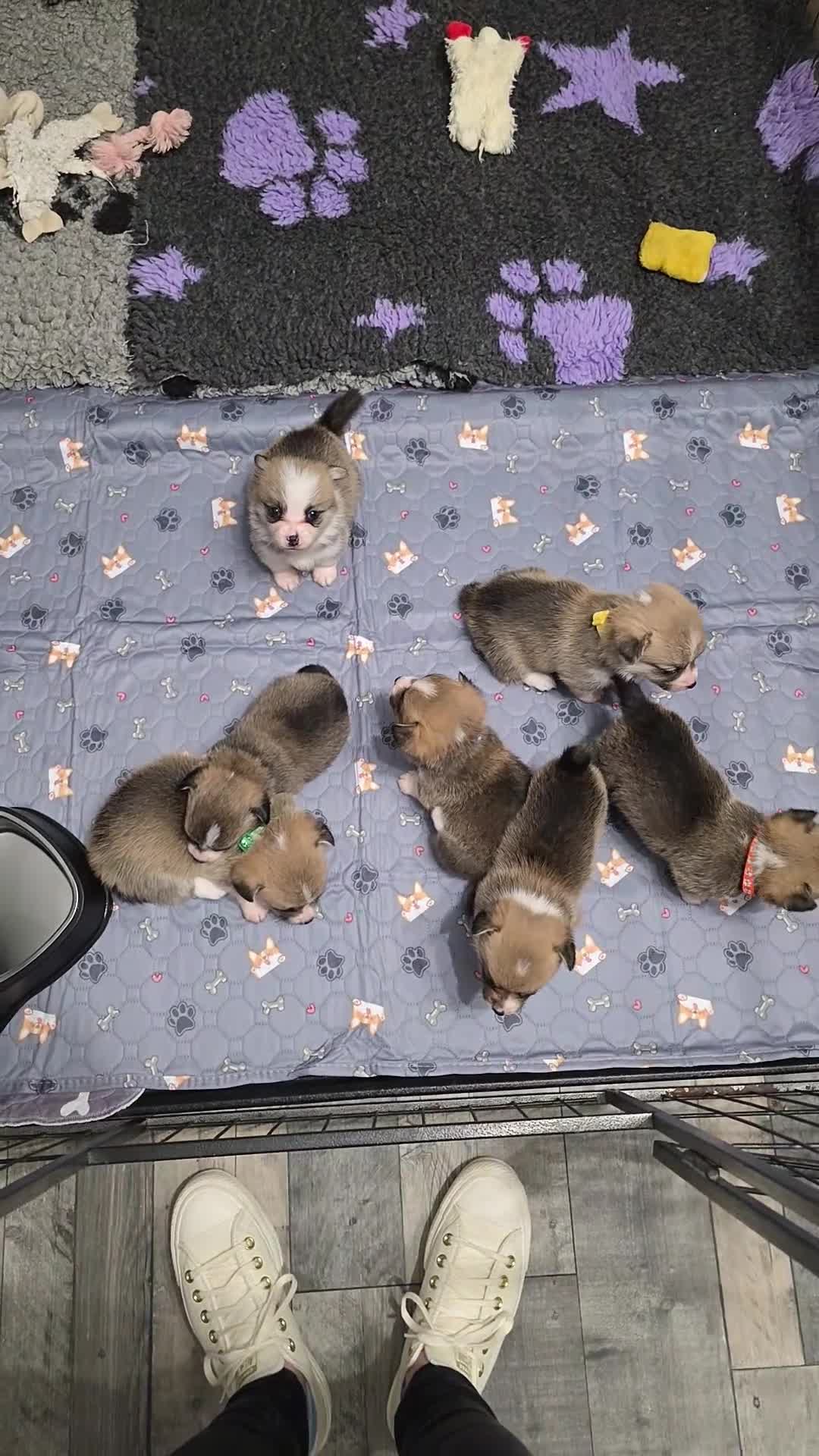 Welsh Corgi Pembroke dogs for sale: Absolutely Stunning KC WPC Puppies  - Video 1