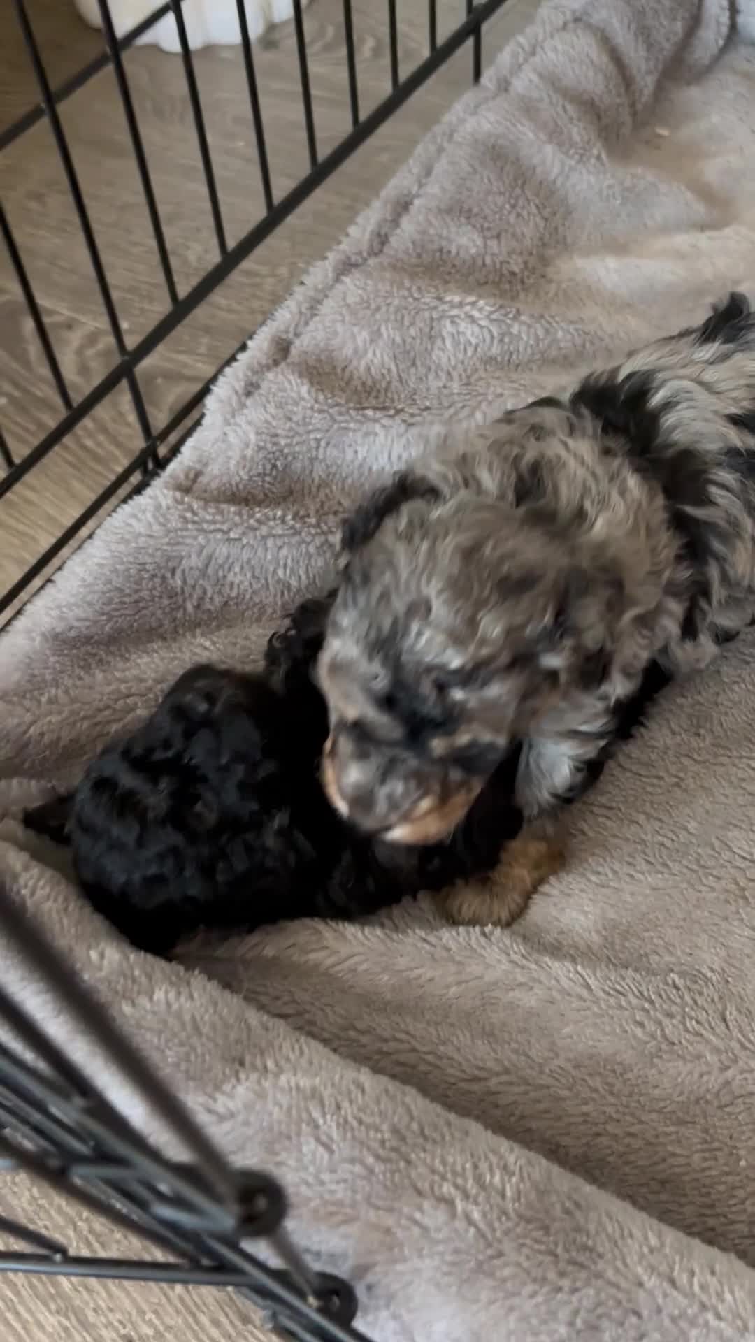 Cavapoo dogs for sale: 1 tiny boy still searching for his home - Video 1
