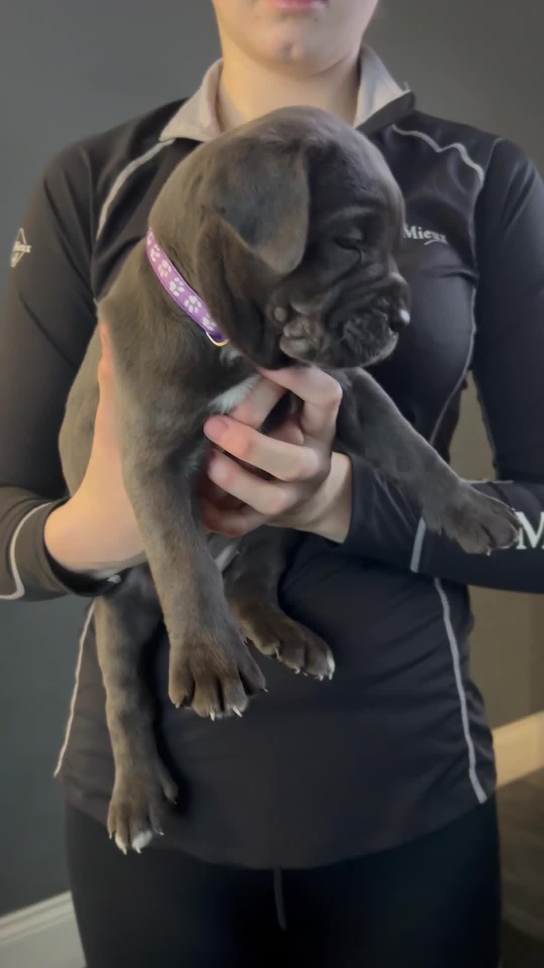 Cane Corso dogs for sale: Cane corso puppies  in Houghton le Spring - Video 1