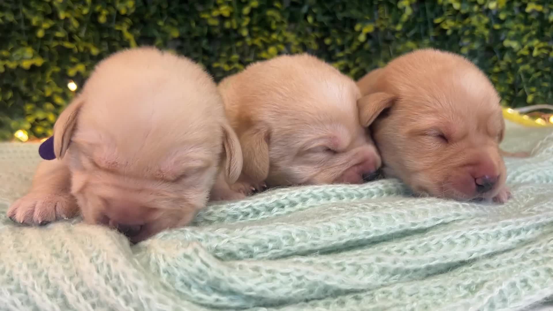 Labrador Retriever dogs for sale: Health-Tested Labrador Pups | 5-Star Breeder - Video 2
