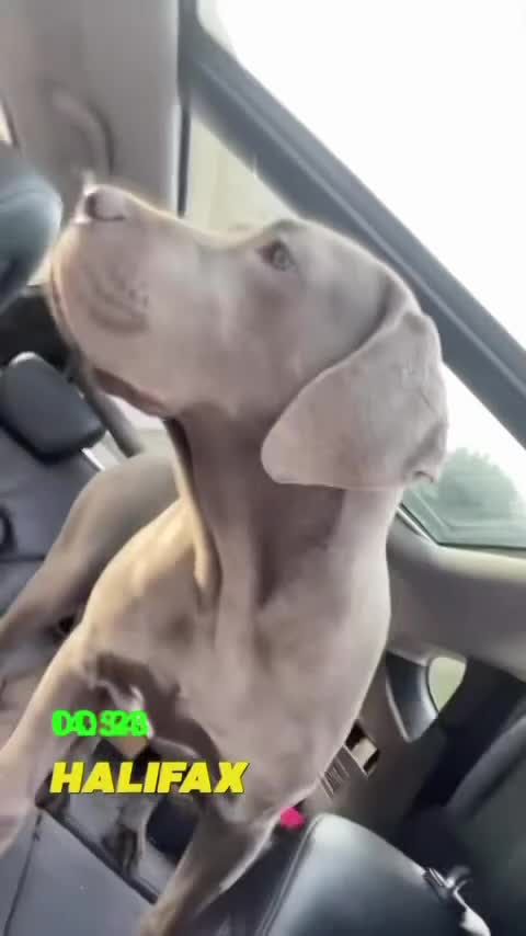 Cane Corso dogs for sale: Came corsos  in Halifax - Video 1