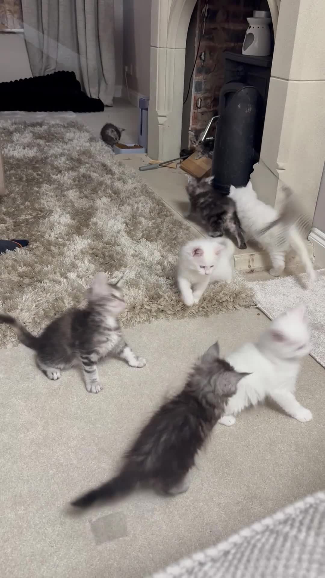 Maine Coon cats for sale: READY TO LEAVE Registered Maine coon kittens  - Video 4