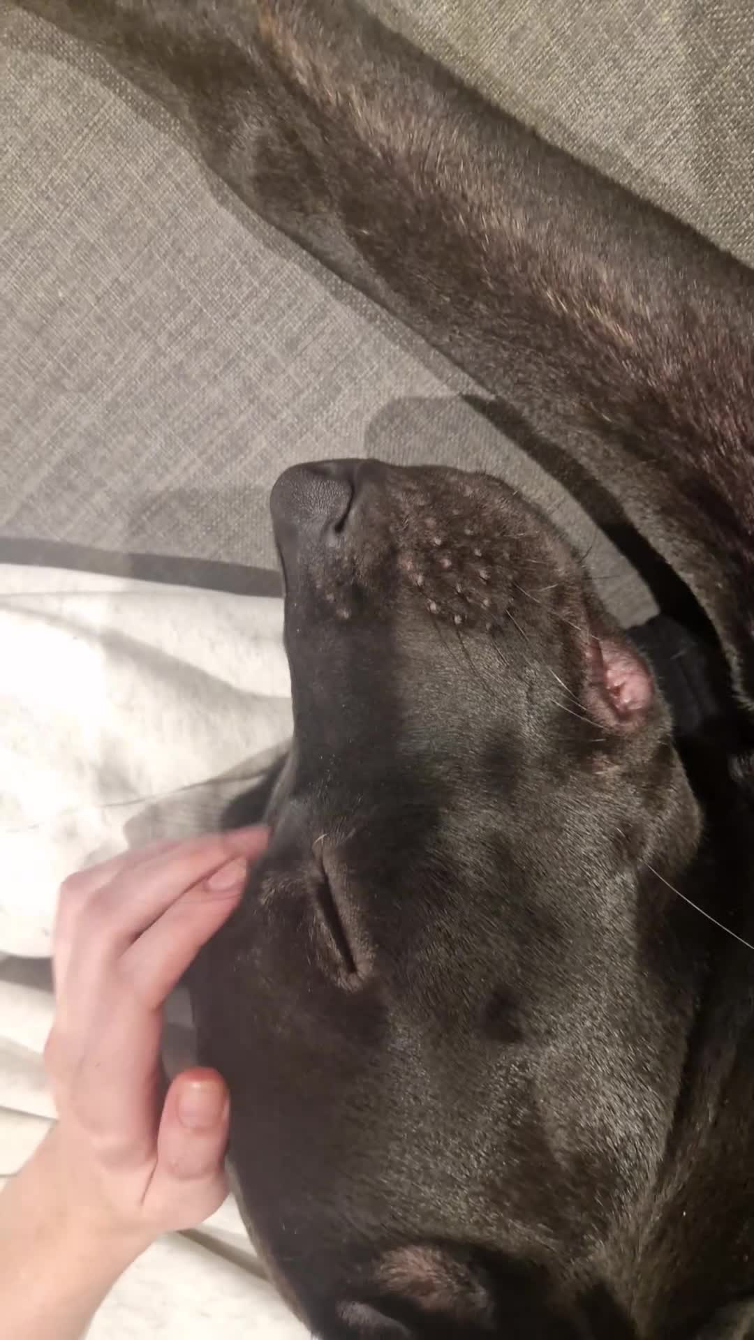 Mixed Breed dogs for sale: Django Cane corso X Greyhound  - Video 3