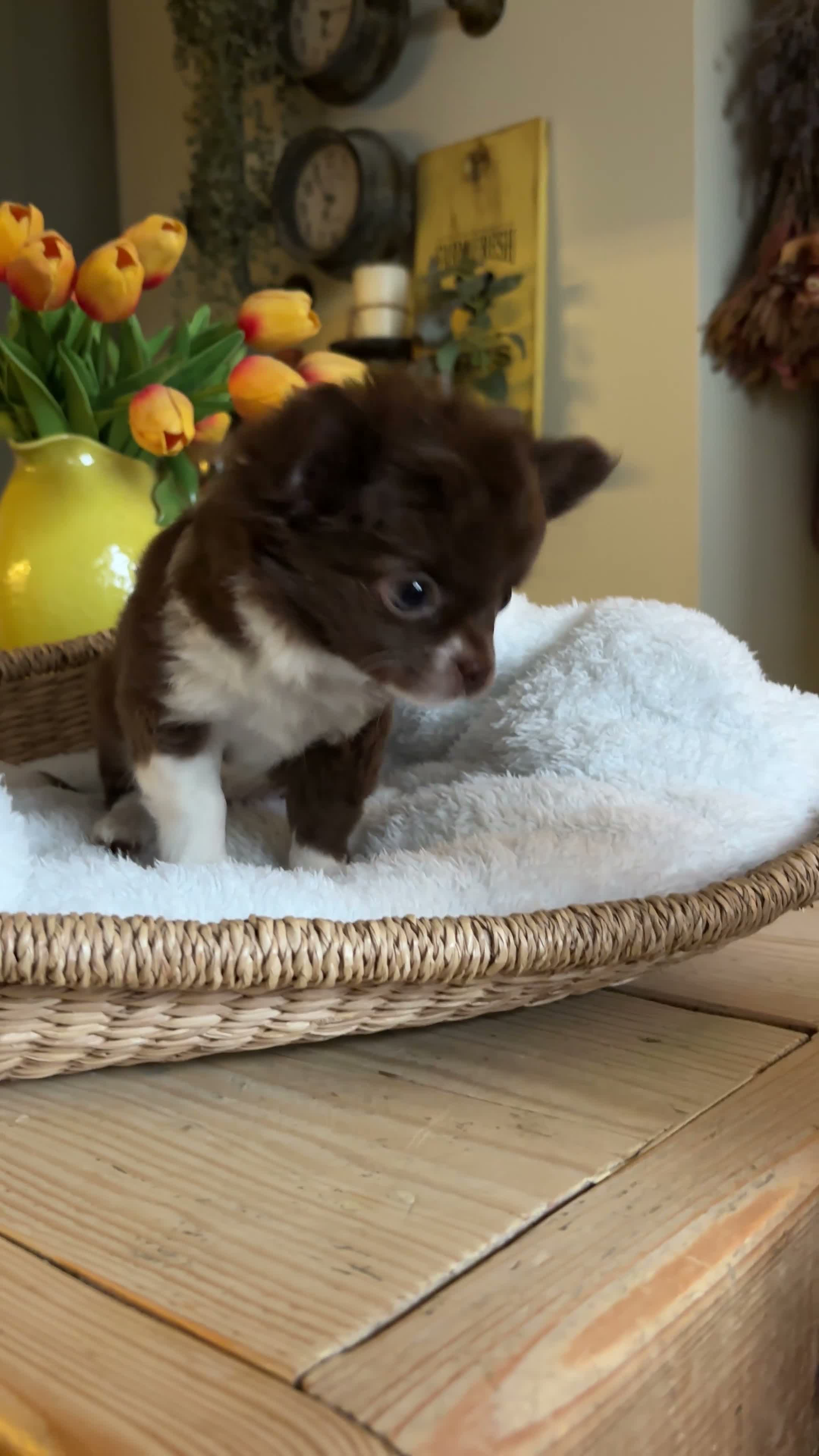 Chihuahua dogs for sale: 🐾 Long-Haired Chihuahua Girls – Betsy & Binky 🐾 - Video 1