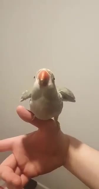 Cockatoo birds for sale: Reingnack paide revealed baby  family birds  - Video 2