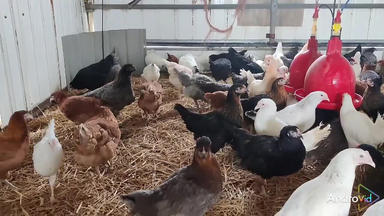 Hens poultry for sale: Laying Hens - Point of Lay - lots of colours - Video 1