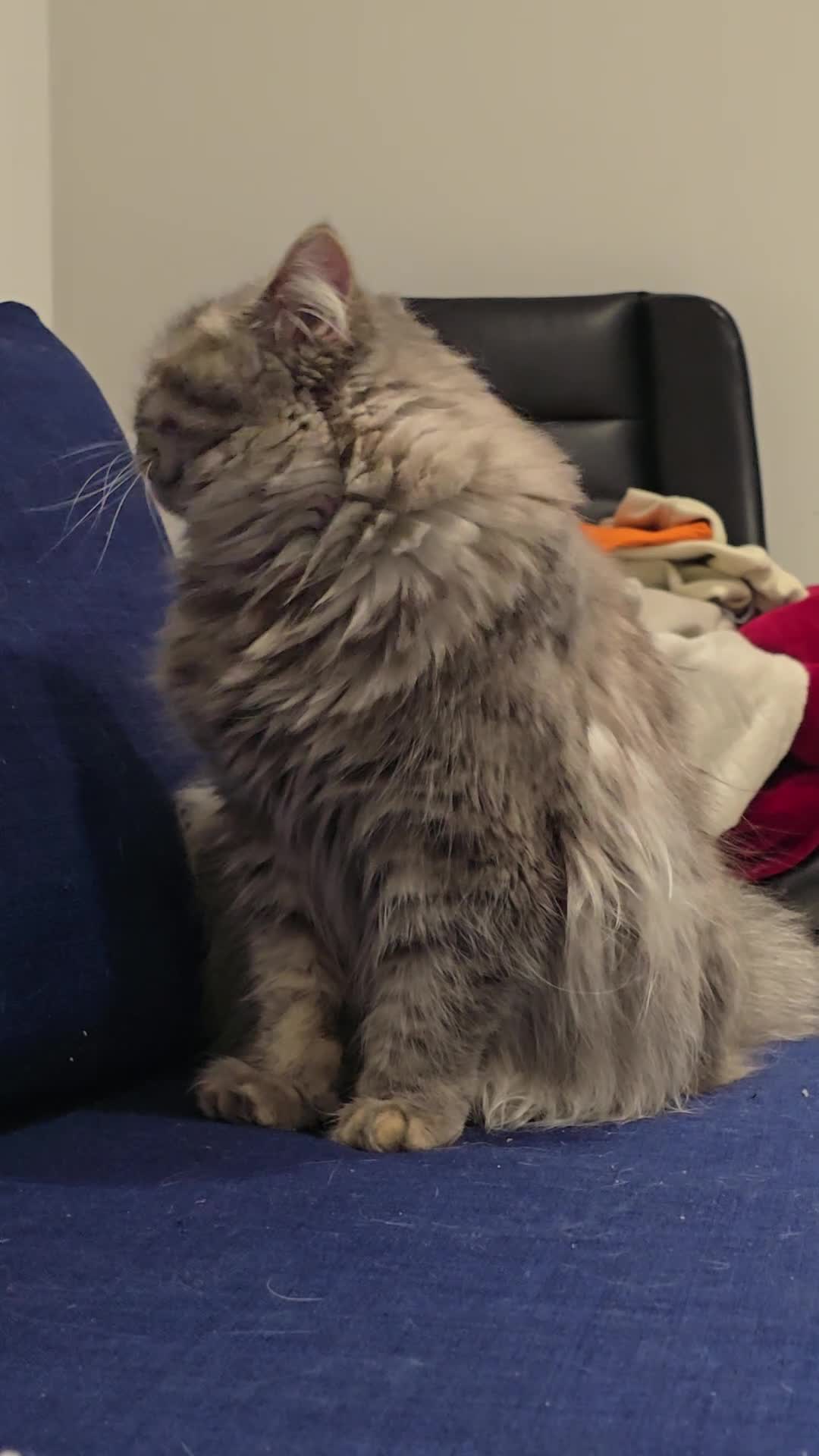 British Longhair cats for sale: British Longhair cat for sale - Video 1