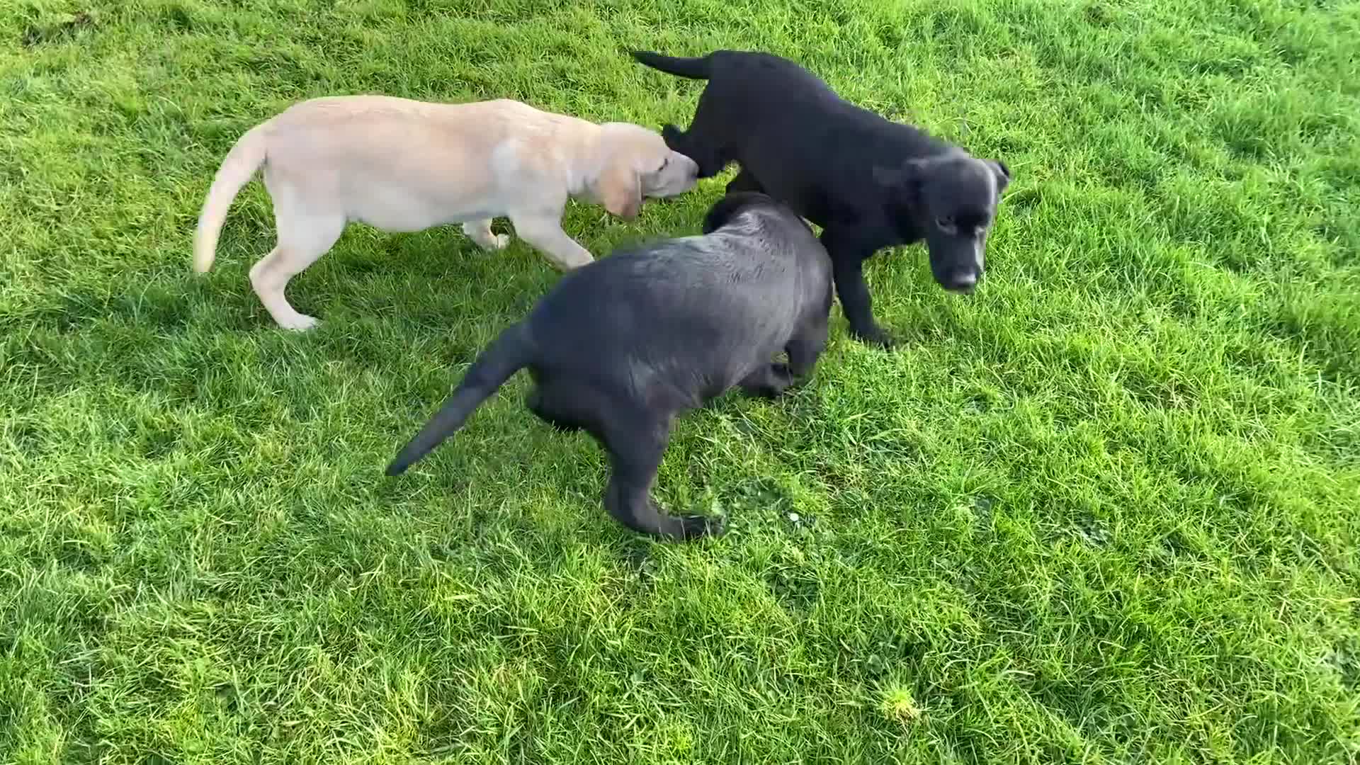 Labrador Retriever dogs for sale: Beautiful KC Reg Labrador puppies - Video 2