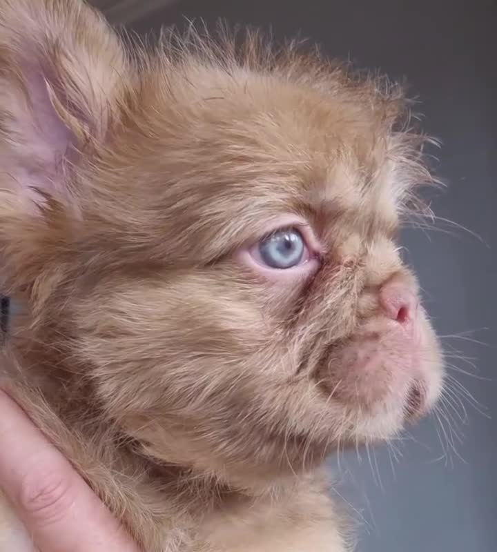 French Bulldog dogs for sale: newshade choc tan  fully fluffy male - Video 1