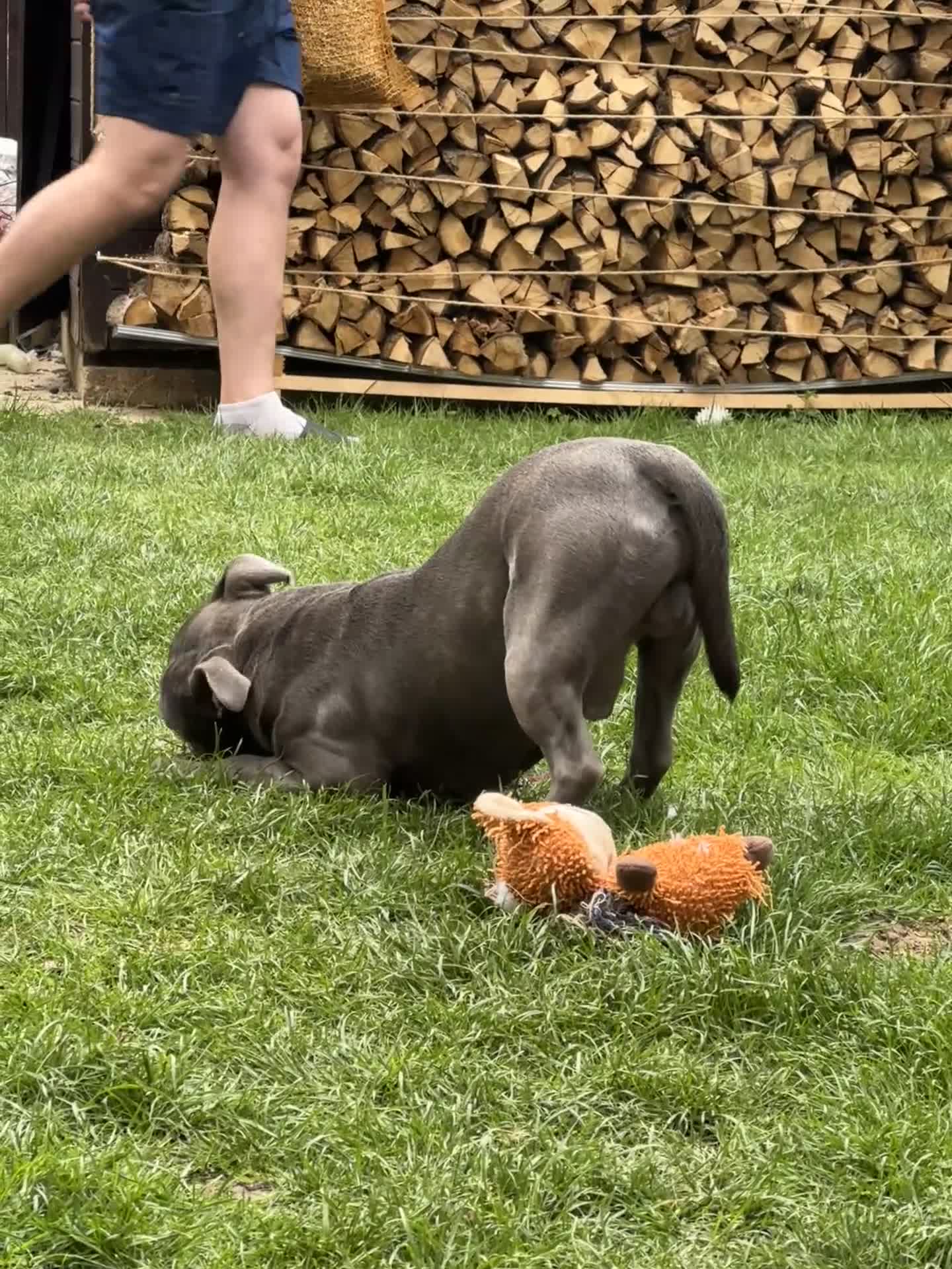 Staffordshire Bull Terrier dogs for stud: Staffordshire Bull Terrier Stud — Loki - Video 1