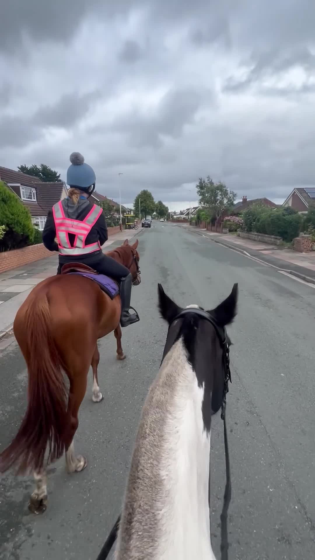 English Thoroughbred horses for sale: Vienna - Video 1