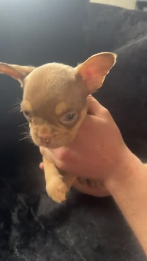 French Bulldog dogs for sale: Adorable French Bulldog Puppies - Video 2