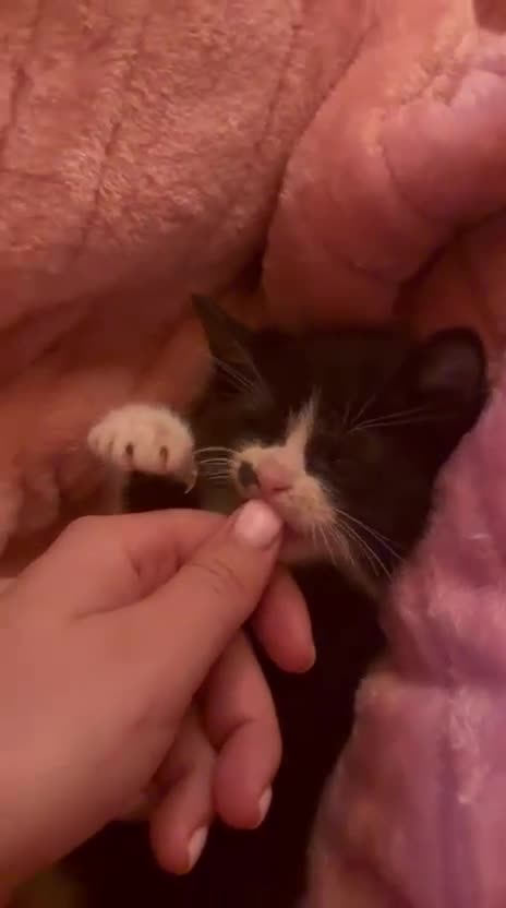 Ragdoll cats for sale: 2 Ragdoll mix kittens  - Video 1