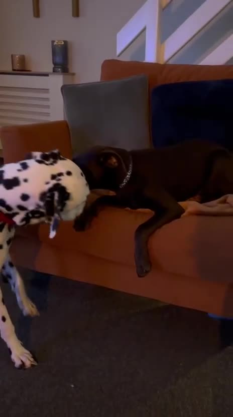 Mixed Breed dogs for sale: Lovely Buttons needs his family  - Video 3