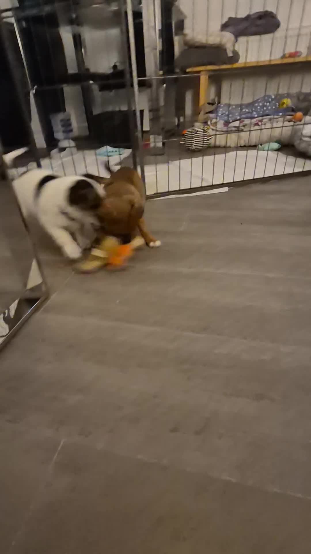 Mixed Breed dogs for sale: Jack chi puppy - Video 1