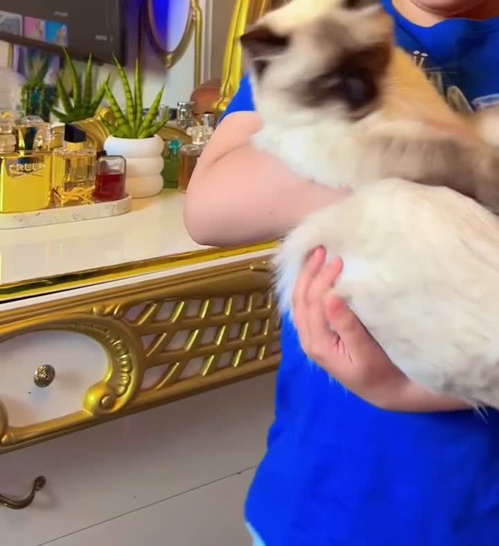 Ragdoll cats for sale: Premium Ragdoll tiya - Video 2