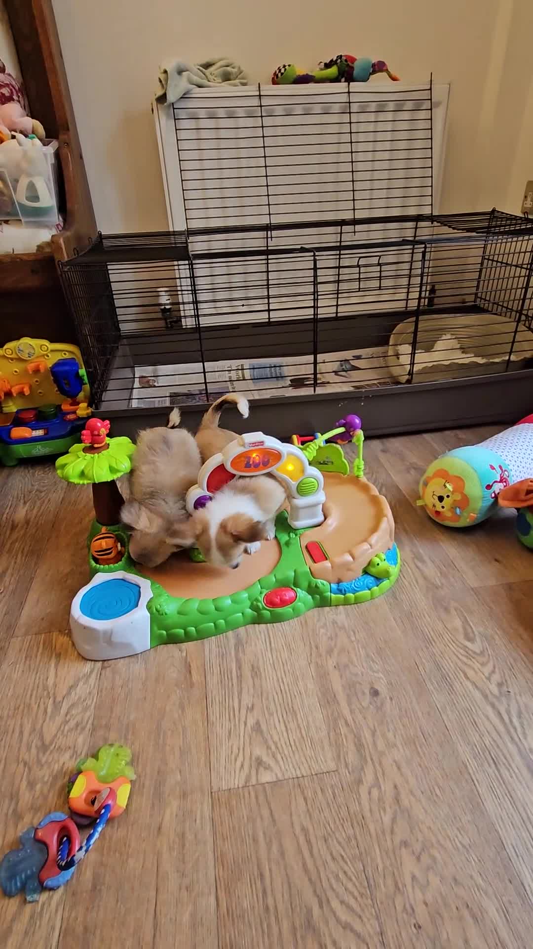 Chihuahua dogs for sale: Gorgeous KCReg. Longcoat Chihuahua Puppies  - Video 5