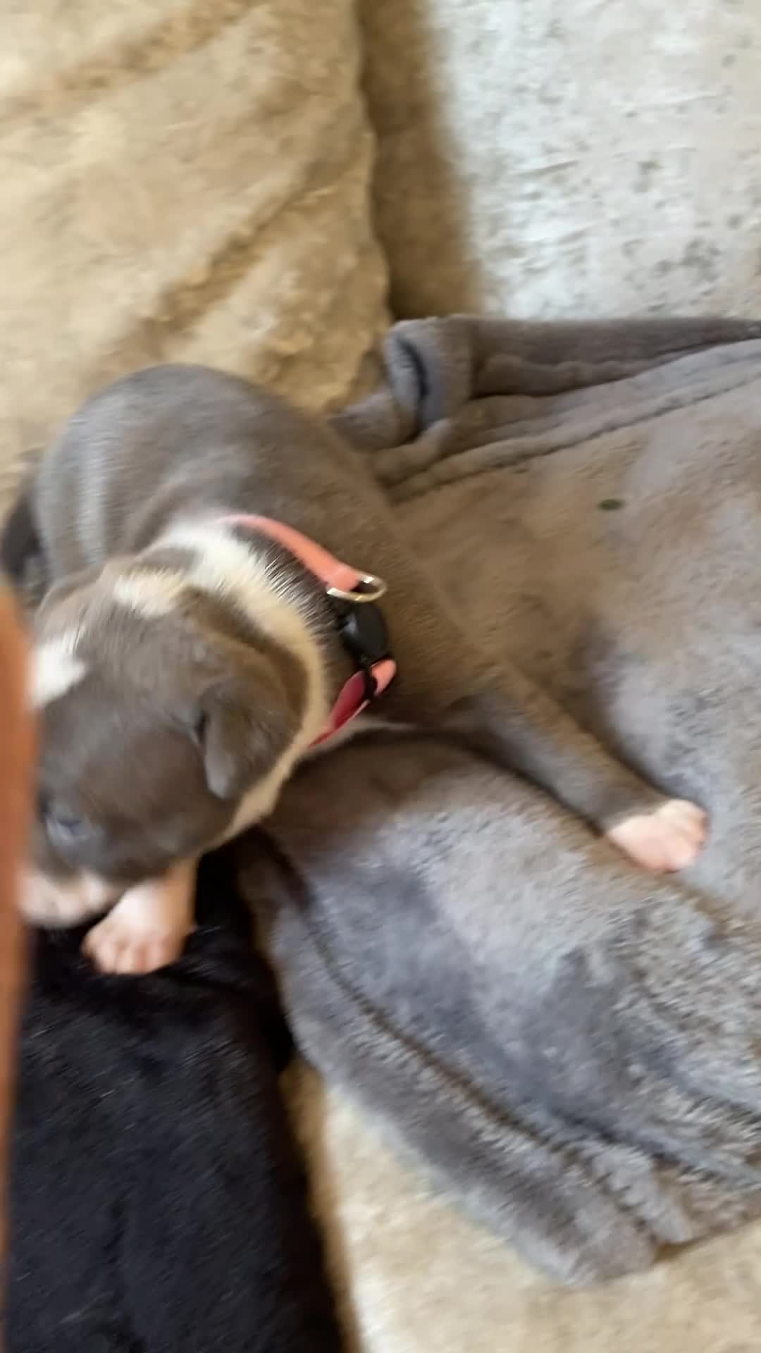 Staffordshire Bull Terrier dogs for sale: 7 beautiful blue Staffordshire bull terriers - Video 1