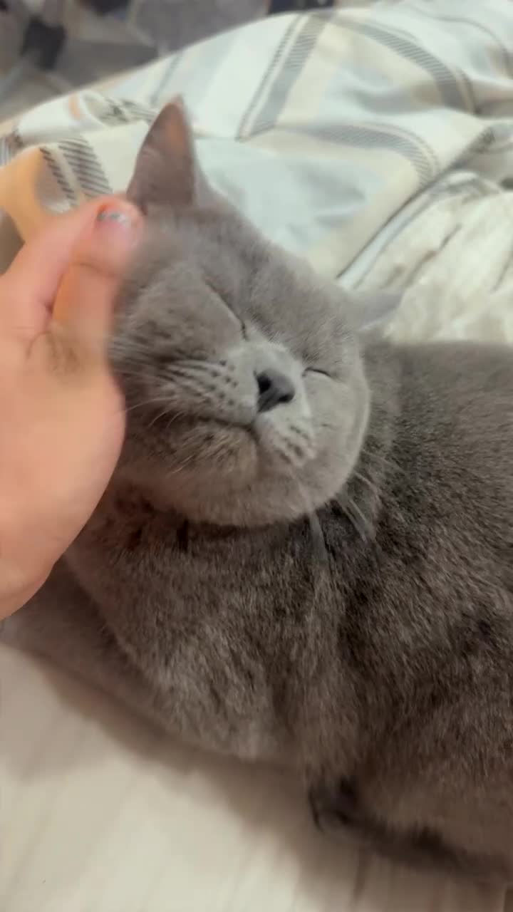 British Shorthair cats for sale: British shorthair Boy - Video 1