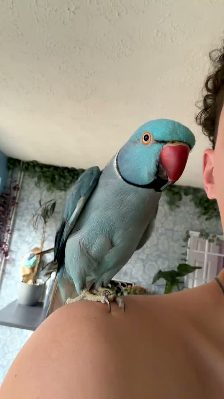 Parakeets birds for sale: Bluey the ringneck - Video 4