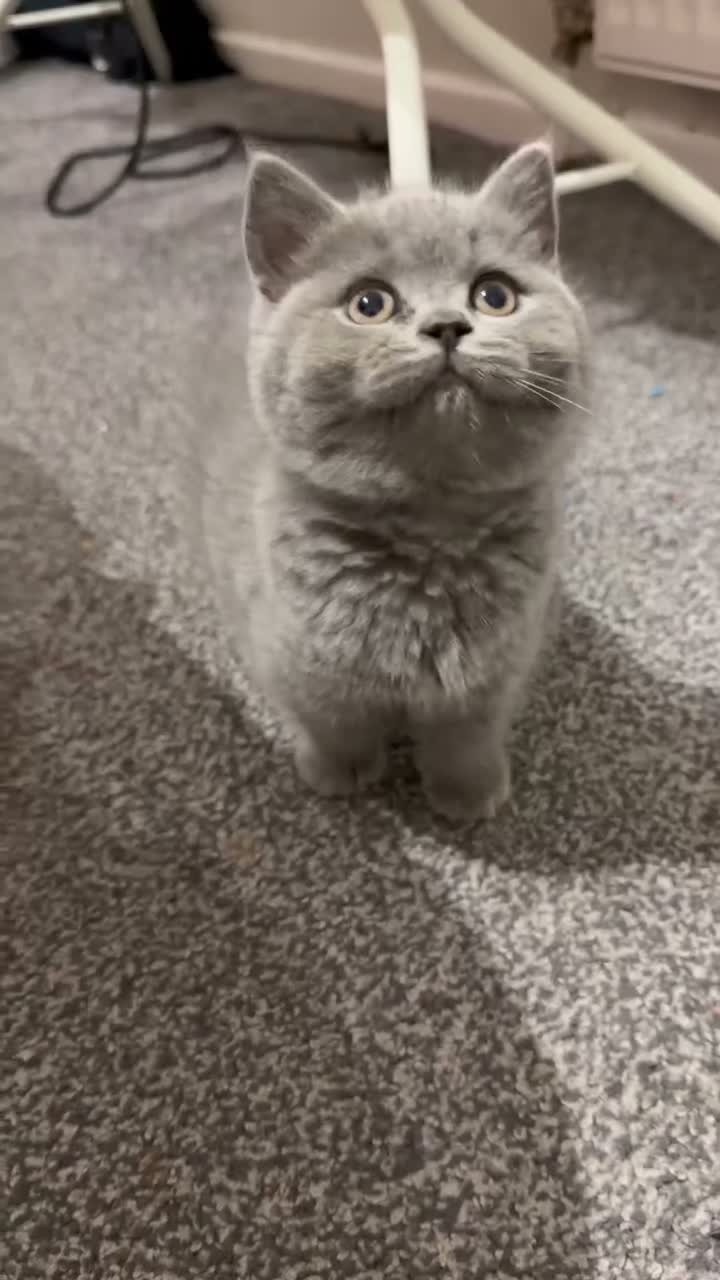 British Shorthair cats for sale: TICA- Registered Female British Shorthair Kitten🐾 - Video 1