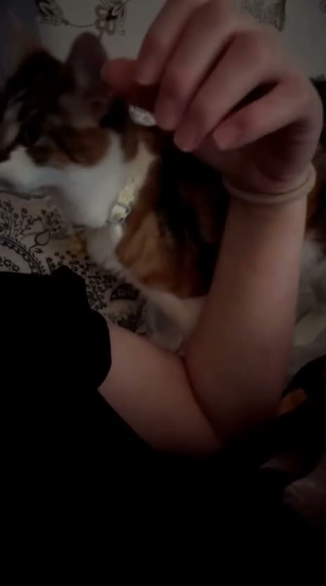 Mixed Breed cats for sale: Luna gorgeous cqt - Video 2