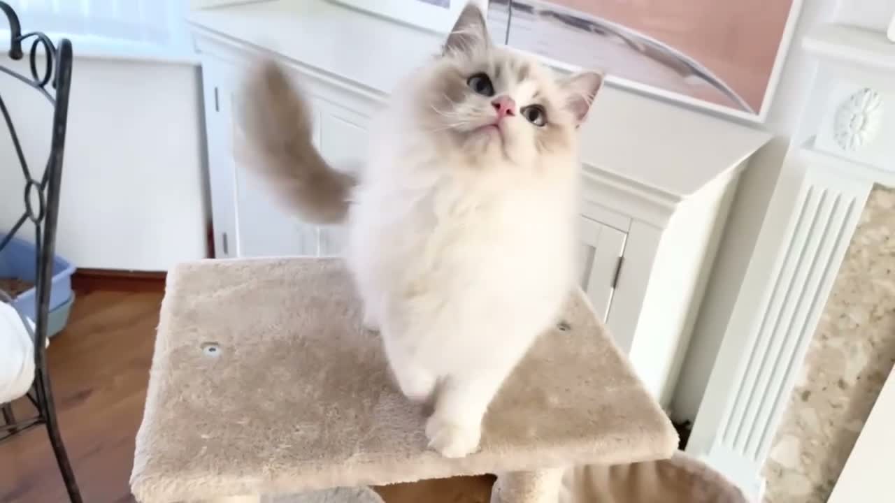 Ragdoll cats for sale: READY NOW *** GCCF REGISTERED RAGDOLL KITTENS - Video 5