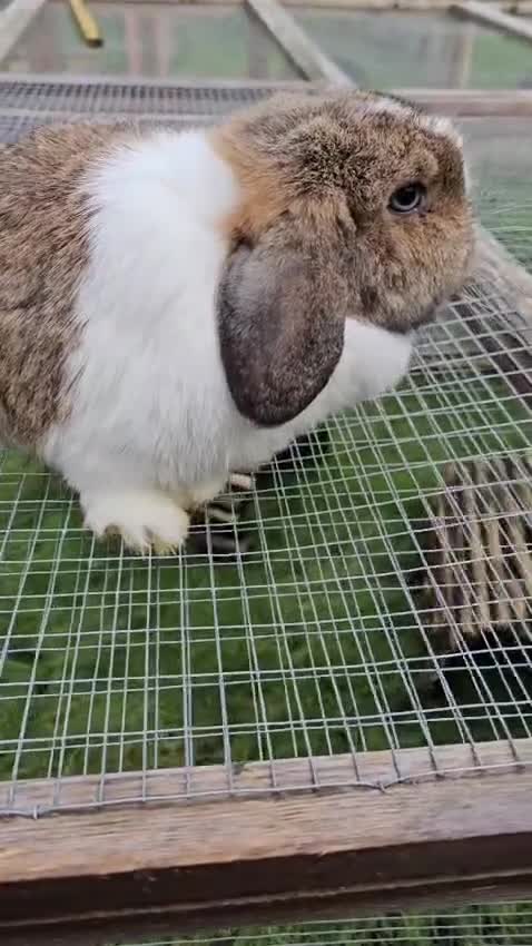 Mini Lop rabbits for sale: Beautiful Agouti Split Mini Lop Doe - Video 1