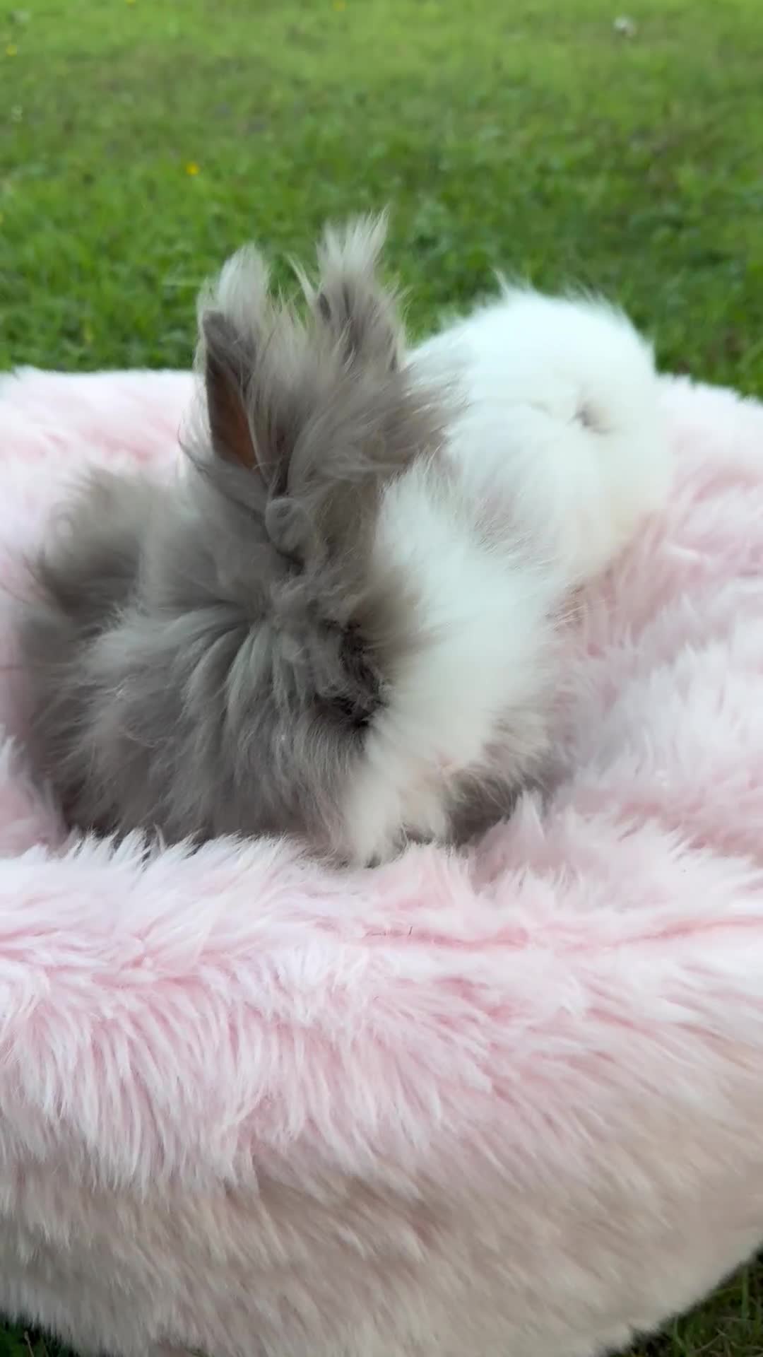 Lionhead rabbits for sale: BEAUTIFUL DOUBLE MANED LIONHEAD RABBITS FOR SALE  - Video 1