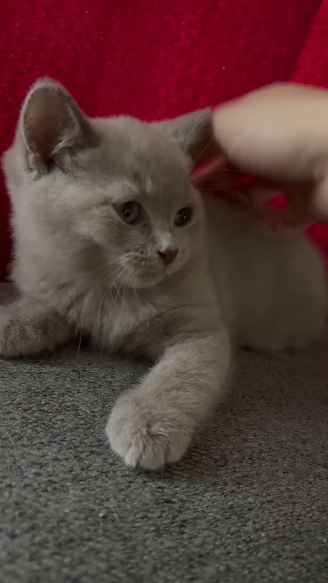 British Shorthair cats for sale: 1British shorthair boy ready go  new home ❤️ - Video 1