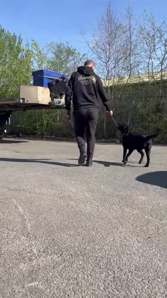 Labrador Retriever dogs for sale: Playfull and friendly Labrador in Wolverhampton - Video 3